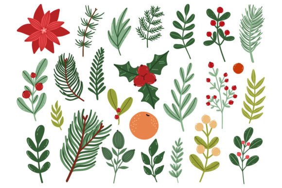 An Expert Review of Christmas Botanical Illustrations & Graphics
